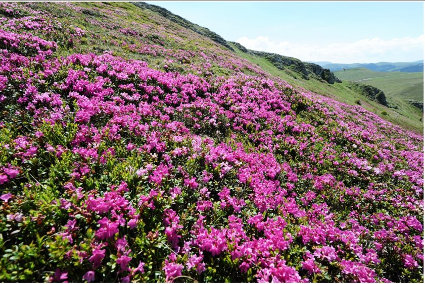 Rhododendron Ciucaș